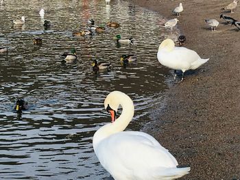 High angle view of swans swimming in lake