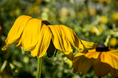 Close-up of yellow flower blooming outdoors