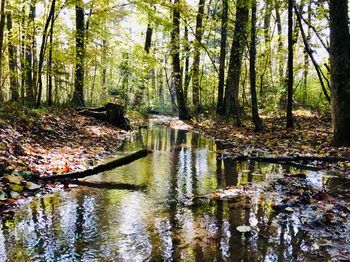 Scenic view of lake in forest