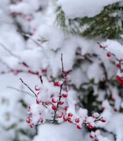Red berries on the branch covered in winter snow