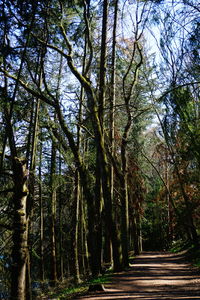 Walkway amidst trees in forest