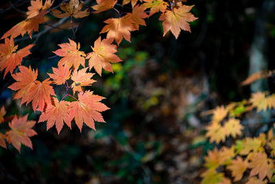 Close-up of autumnal leaves on tree