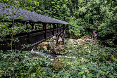 View of trees and plants in forest