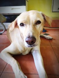 Portrait of dog relaxing on floor at home