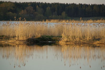 Scenic view of lake by trees