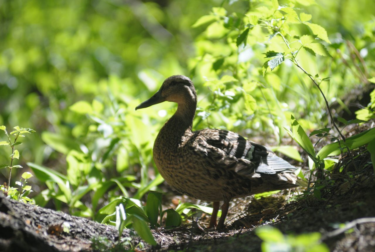 animals in the wild, animal wildlife, bird, animal themes, vertebrate, animal, plant, one animal, nature, perching, no people, tree, green color, day, focus on foreground, selective focus, close-up, growth, beak, outdoors