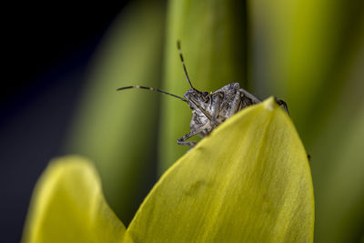 Close-up of a bug pollinating on flower