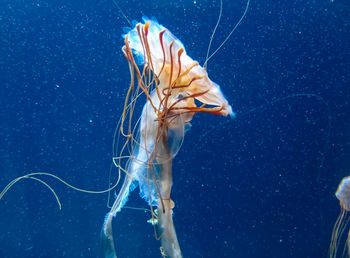 Close-up of jellyfish swimming in sea