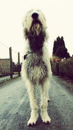 Dog looking at camera against clear sky