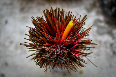 High angle view of spiked plant