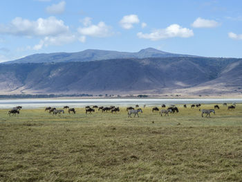 Animals on grassy field against mountains