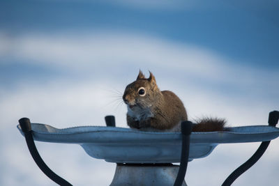 Low angle view of squirrel on feeder