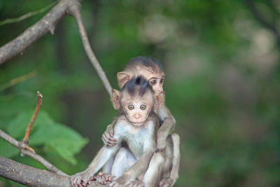 Portrait of a monkey