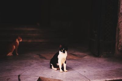 Dog sitting on footpath