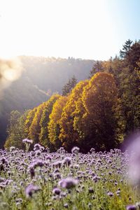 Purple flowering plants on land against sky