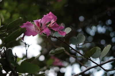 Close-up of pink flowers blooming on tree