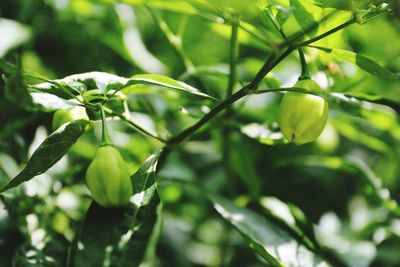 Close-up of fresh green tree