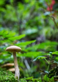 Close-up of mushroom growing in forest