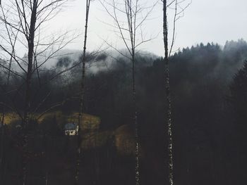 Bare trees in forest during winter