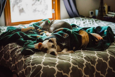 Dogs resting on bed at home