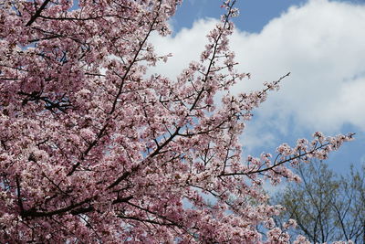 Low angle view of cherry blossoms against sky