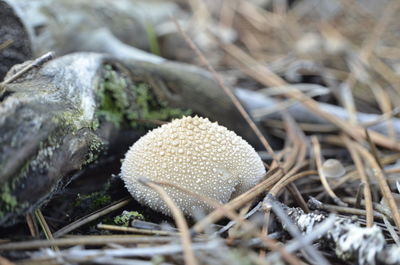 Close-up of mushroom growing on field