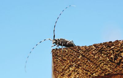 Low angle view of insect against clear blue sky