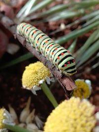 Close-up of insect on yellow flower