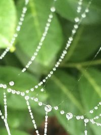 Close-up of water drops on leaf