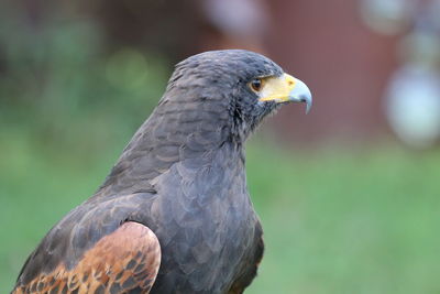 Close-up of a bird against blurred background