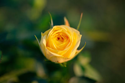 Close-up of rose flower