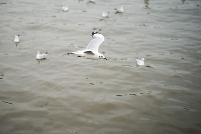 High angle view of seagulls swimming in lake