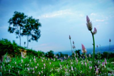 Low angle view of flowers growing in field