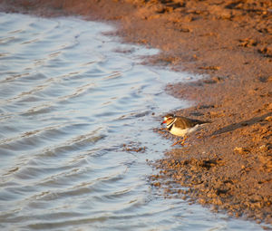 African three-banded plover 