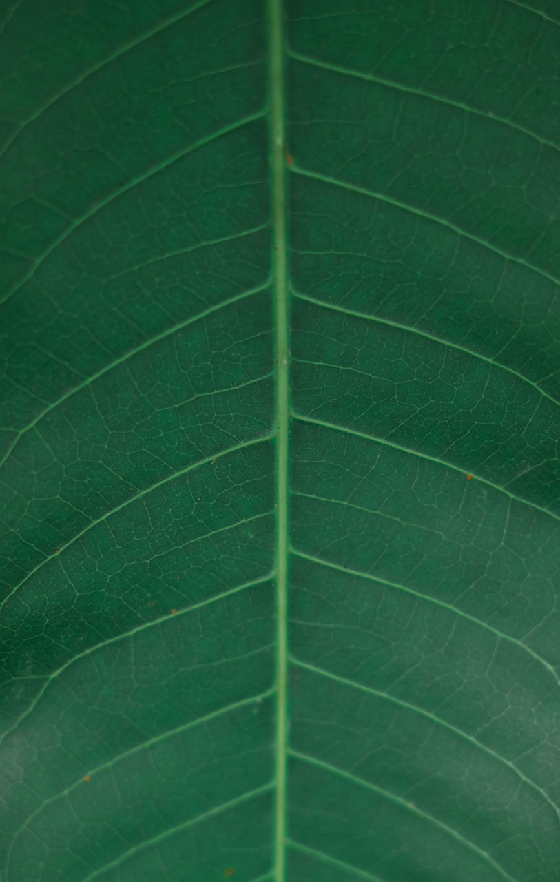 FULL FRAME OF GREEN LEAF