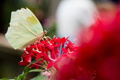 Close-up of butterfly on red flower