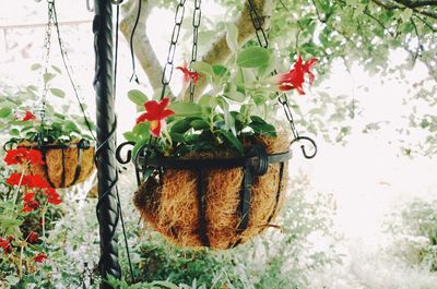 Close-up of potted plant