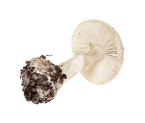 Close-up of mushrooms against white background