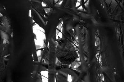 Low angle view of bird perching on tree