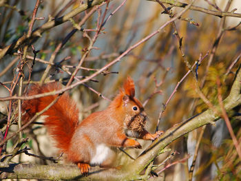 Close-up of squirrel on tree