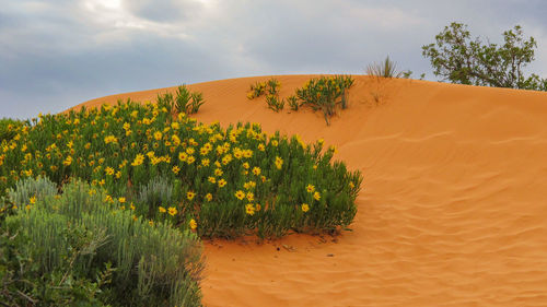 Plants growing in desert against sky