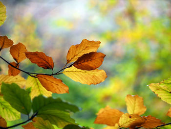 Close-up of maple leaves on plant