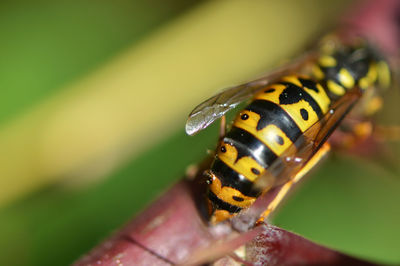 Close-up of ladybug on leaf