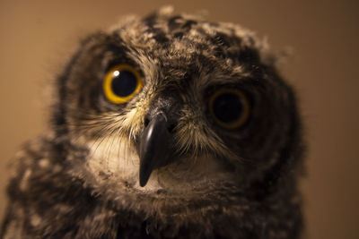 bird