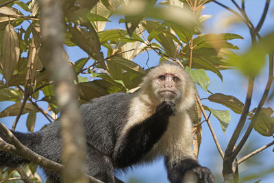 Low angle view of monkey sitting on tree