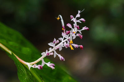 Close-up of pink flowering plant