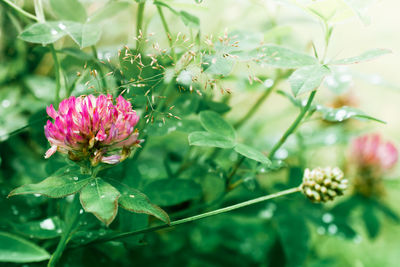 Close-up of flowers