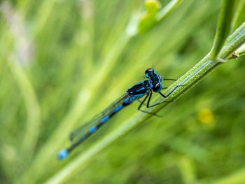 Close-up of a damsel on leaf