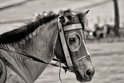 Close-up of a horse