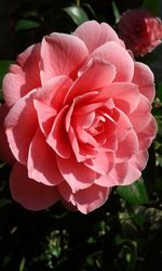Close-up of pink rose